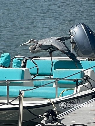 Rent a Boston Whaler fish and ski in Tiburon, CA near me